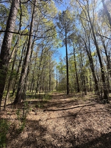 The Buffalo Creek Tract - image 13