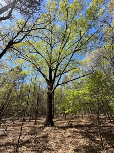 The Buffalo Creek Tract - image 28
