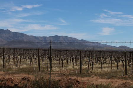Prime vineyard land in Willcox, AZ AVA - image 18