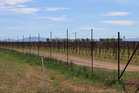 Prime vineyard land in Willcox, AZ AVA - image 25