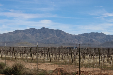 Prime vineyard land in Willcox, AZ AVA - image 17