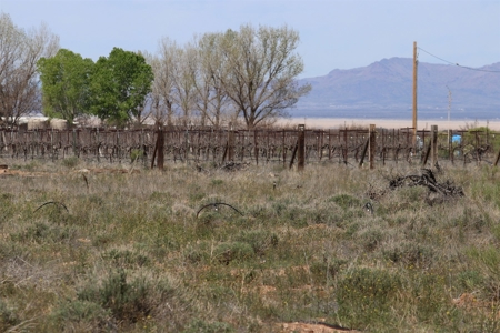 Prime vineyard land in Willcox, AZ AVA - image 27