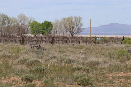 Prime vineyard land in Willcox, AZ AVA - image 24