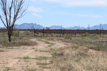 Prime vineyard land in Willcox, AZ AVA - image 12