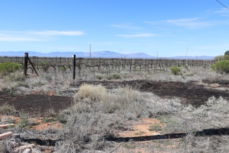 Prime vineyard land in Willcox, AZ AVA - image 10