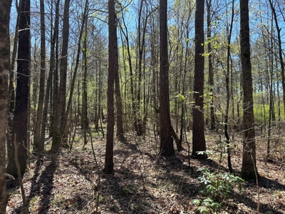 Timberland W/ Creek W/ Utilities near Star City, AR for Sale - image 3