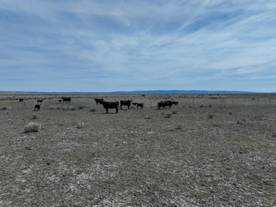 Eastern Oregon Meadow Land Ranch - image 37