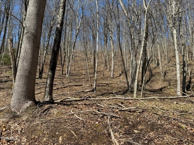 28.9 Acres in Roan Mountain, Tennesseee - image 27