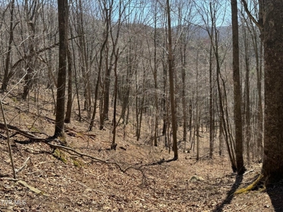 28.9 Acres in Roan Mountain, Tennesseee - image 4