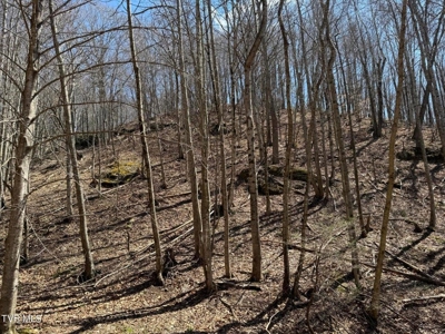 28.9 Acres in Roan Mountain, Tennesseee - image 32