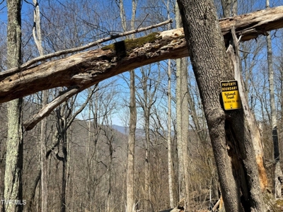 28.9 Acres in Roan Mountain, Tennesseee - image 13