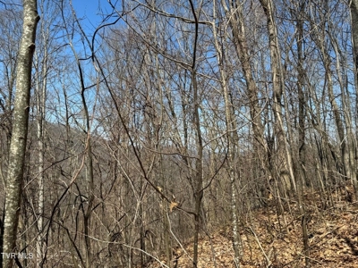 28.9 Acres in Roan Mountain, Tennesseee - image 15