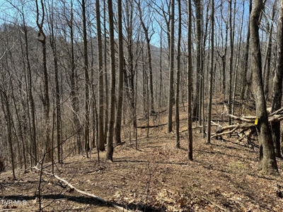 28.9 Acres in Roan Mountain, Tennesseee - image 14