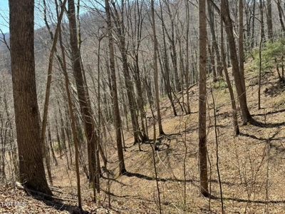 28.9 Acres in Roan Mountain, Tennesseee - image 5