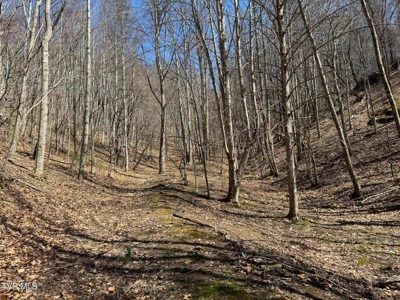 28.9 Acres in Roan Mountain, Tennesseee - image 33
