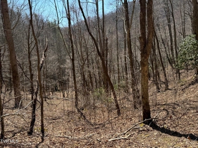 28.9 Acres in Roan Mountain, Tennesseee - image 3