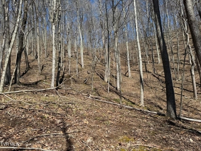 28.9 Acres in Roan Mountain, Tennesseee - image 28