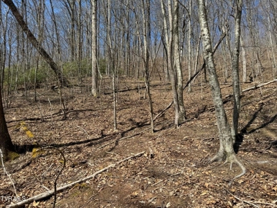 28.9 Acres in Roan Mountain, Tennesseee - image 29