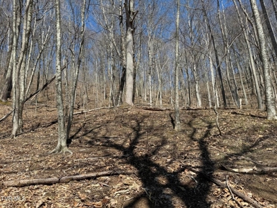 28.9 Acres in Roan Mountain, Tennesseee - image 30