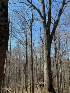 28.9 Acres in Roan Mountain, Tennesseee - image 18