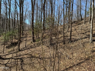 28.9 Acres in Roan Mountain, Tennesseee - image 7