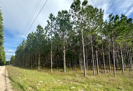 Vacant Land - Gilchrist County 6 Acres New Home Site - image 2