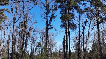 Waterfront Lot for Sale, Beaufort NC - image 26