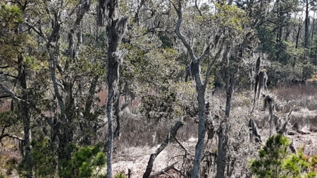 Waterfront Lot for Sale, Beaufort NC - image 11