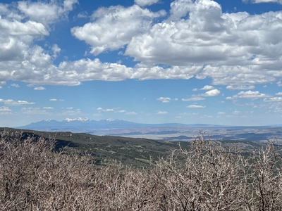 Hunting Land near Dolores Colorado For Sale - image 11