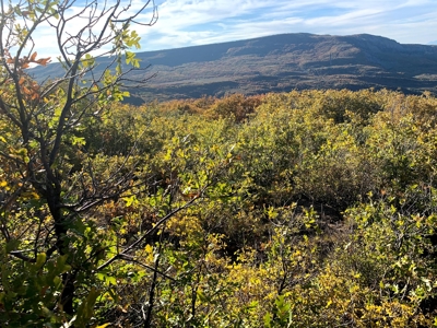 Hunting Land near Dolores Colorado For Sale - image 7