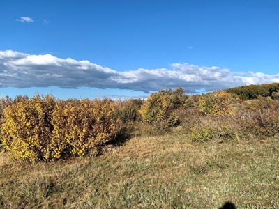 Hunting Land near Dolores Colorado For Sale - image 3