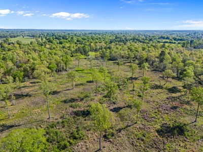 Prime Land: 83 Acres in Carthage, TX. Timber, Ag, Hunting! - image 18