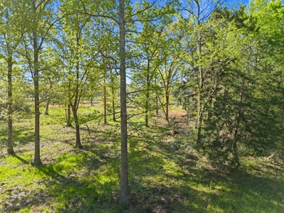 Prime Land: 83 Acres in Carthage, TX. Timber, Ag, Hunting! - image 11