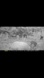 Prime Land: 83 Acres in Carthage, TX. Timber, Ag, Hunting! - image 8