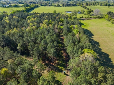 Prime Land: 83 Acres in Carthage, TX. Timber, Ag, Hunting! - image 17