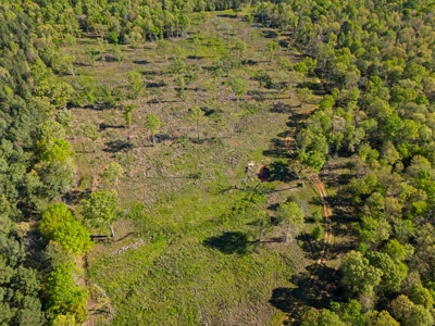 Prime Land: 83 Acres in Carthage, TX. Timber, Ag, Hunting! - image 16