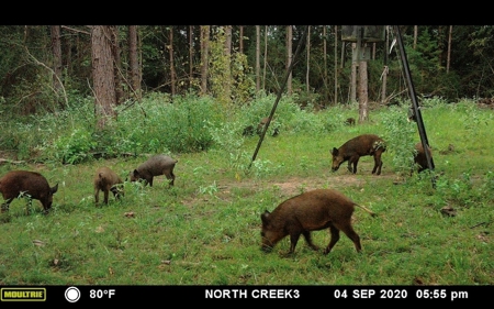 Prime Land 28+ Acres: Carthage, TX - Timber, Ag, Hunting! - image 20