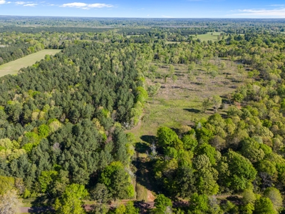 Prime Land 28+ Acres: Carthage, TX - Timber, Ag, Hunting! - image 14