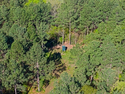 Prime Land 28+ Acres: Carthage, TX - Timber, Ag, Hunting! - image 11