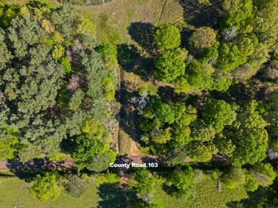 Prime Land 28+ Acres: Carthage, TX - Timber, Ag, Hunting! - image 9