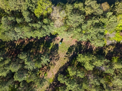 Prime Land 28+ Acres: Carthage, TX - Timber, Ag, Hunting! - image 4