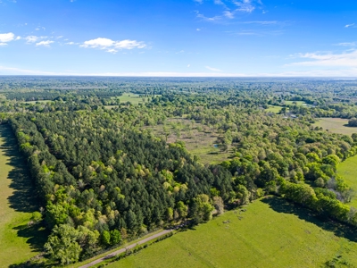 Prime Land 28+ Acres: Carthage, TX - Timber, Ag, Hunting! - image 13