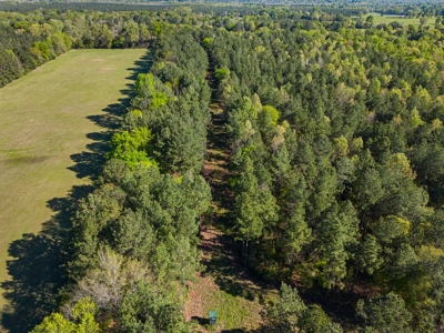 Prime Land 28+ Acres: Carthage, TX - Timber, Ag, Hunting! - image 6