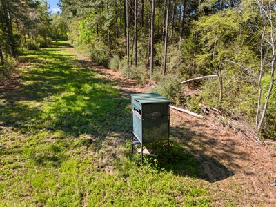 Prime Land 28+ Acres: Carthage, TX - Timber, Ag, Hunting! - image 3