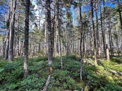 Coastal Maine Land - image 11