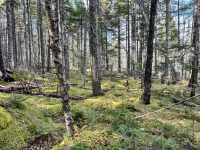 Coastal Maine Land - image 9