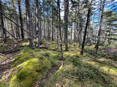 Coastal Maine Land - image 10