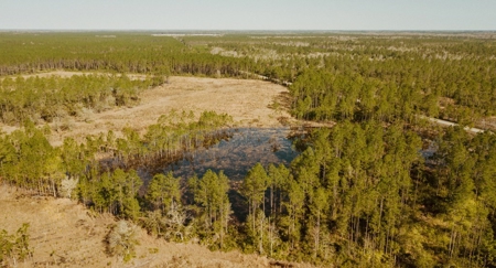 778-acre hunting property in Levy County, Florida - image 2