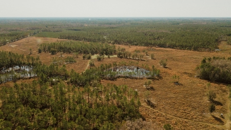 778-acre hunting property in Levy County, Florida - image 4