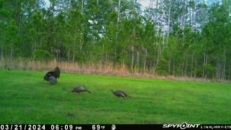 778-acre hunting property in Levy County, Florida - image 15
